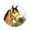 Picture of Acrylic Photo Action Centre Horsehead - 1in